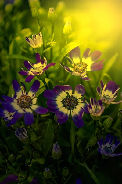 Blue flowers at sunrise — Stock Photo, Image