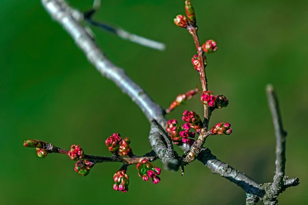 Bocciolo di ciliegio primaverile 2 — Foto Stock