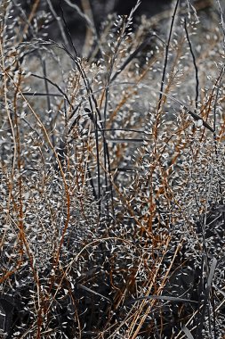 Kır çiçekleri vahşi dal ile dikey arka plan