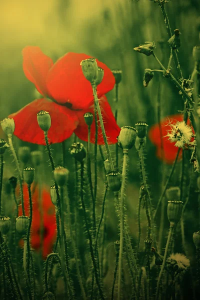 Poppy bloemen op een zwart-witprinter achtergrond 2 — Stockfoto