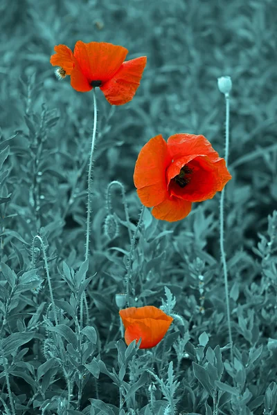 Poppy bloemen op een zwart-witprinter achtergrond 5 — Stockfoto