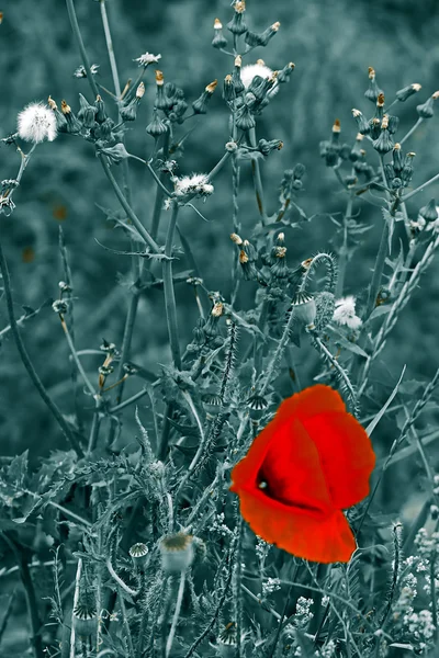 Flores de amapola sobre fondo blanco y negro 4 — Foto de Stock