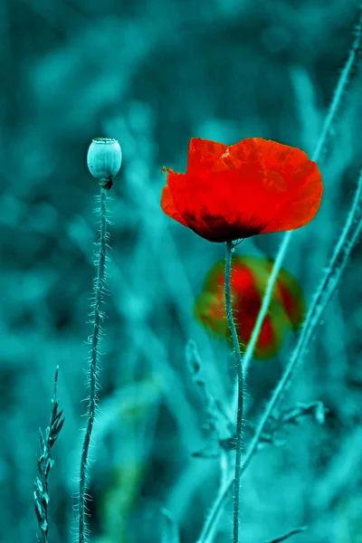 Poppy bloemen op een cyaan achtergrond 1 — Stockfoto