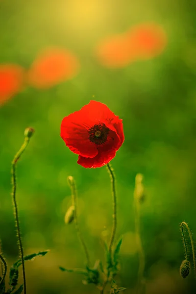 Flores de amapola sobre un fondo verde 2 — Foto de Stock