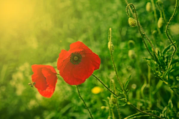 Poppy bloemen op een groene achtergrond 3 — Stockfoto