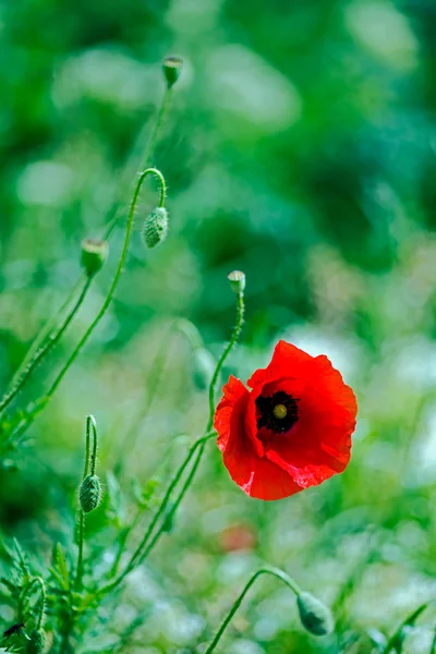 Poppy bloemen op een groene achtergrond 1 — Stockfoto