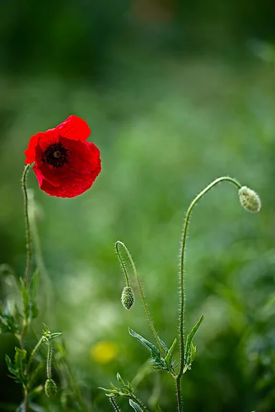 Flores de amapola sobre un fondo verde — Foto de Stock