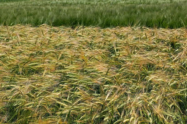 Hintergrund mit Weizen 15 — Stockfoto