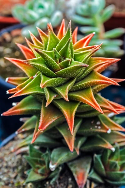 Macro de flor de cactus —  Fotos de Stock