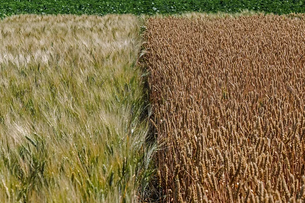 Verschillende soorten tarwe 6 — Stockfoto