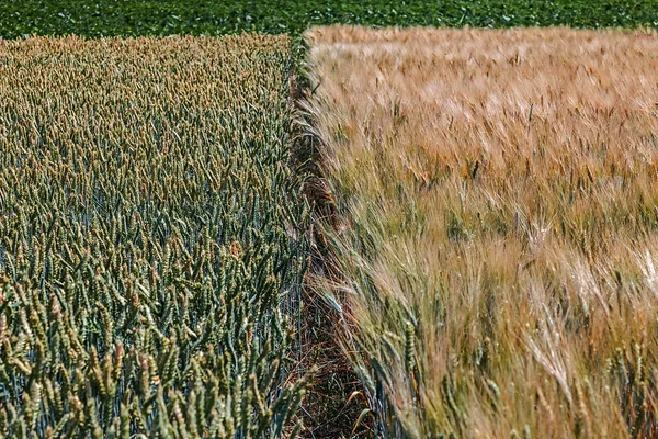 Distintas variedades de trigo 7 — Foto de Stock
