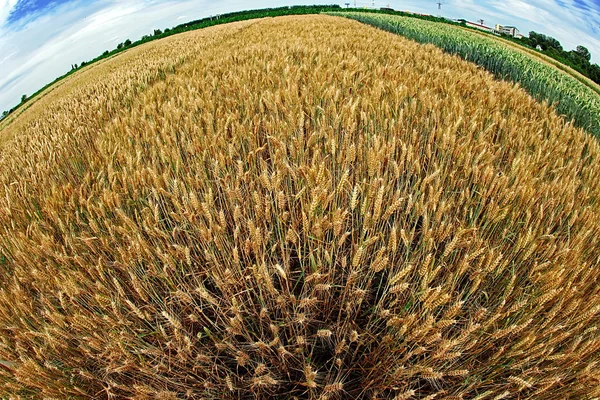 Different varieties of wheat in Fish-eye view 2 — Stock Photo, Image