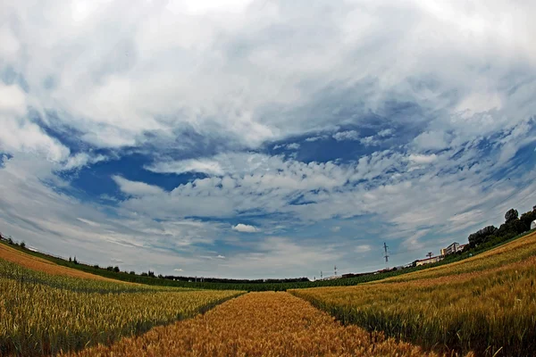 Different varieties of wheat in Fish-eye view 4 — Stock Photo, Image