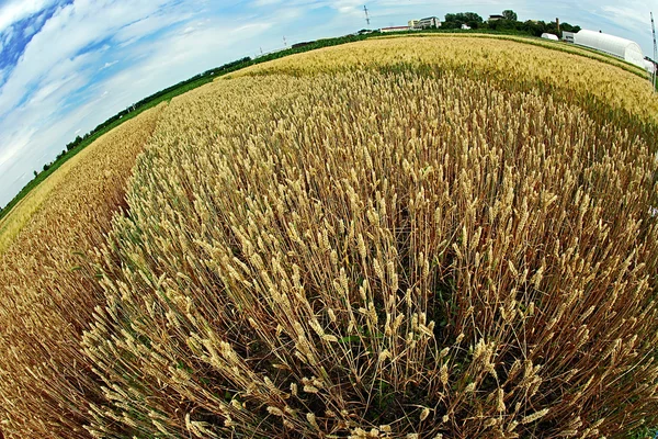 Diferentes variedades de trigo en vista Fish-eye 7 — Foto de Stock