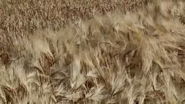 Wheat Blowing In the Wind — стоковое видео