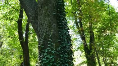 Arka plan doğa 4 k ile 4