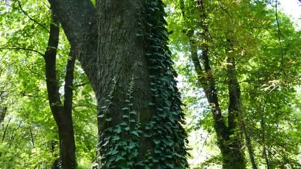 Fond avec la nature en 4K 4 
