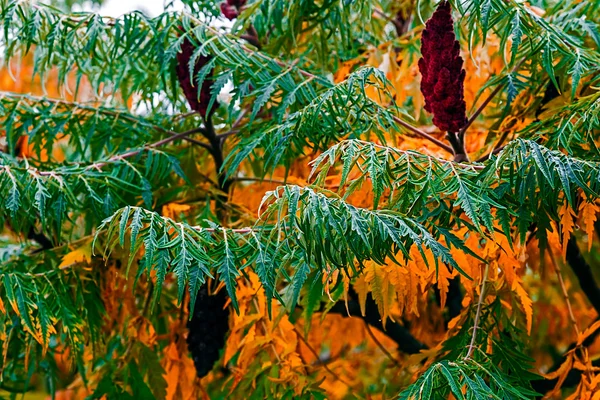 Plantas con follaje ornamental — Foto de Stock