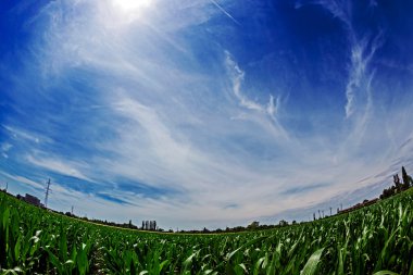 Mısır tarlasında balıkgözü manzaraya