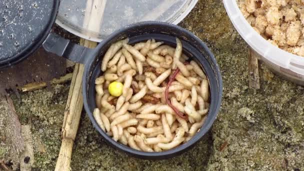 Maggot fiske maskar, levande bete fluglarver för fiske — Stockvideo