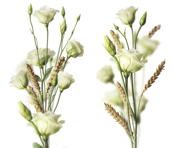 Deux bouquets de fleurs sur fond blanc — Photo