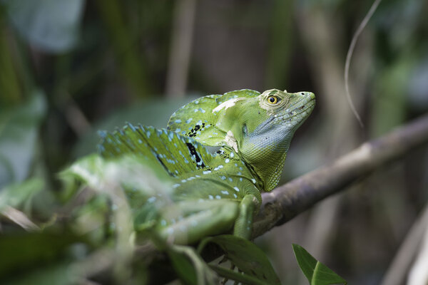 Basiliscus plumifrons, Plumed basilisk, Basilique a plumes