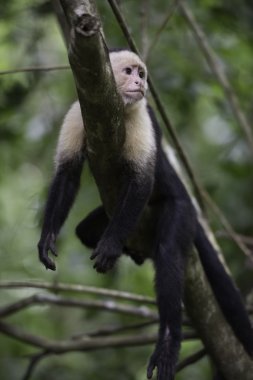 Zayıf Capuchin maymunu