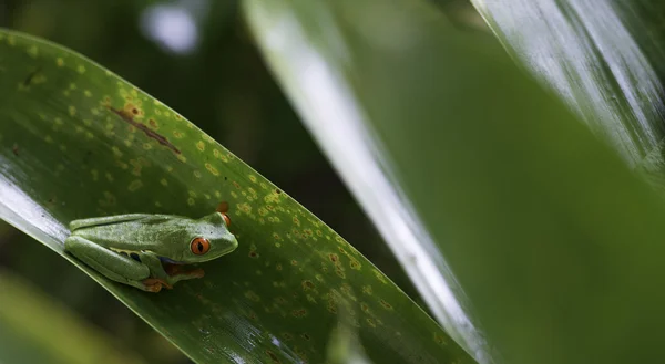 Agalychnis Callidryas, Red Eyed Tree Frog — Stock Photo, Image