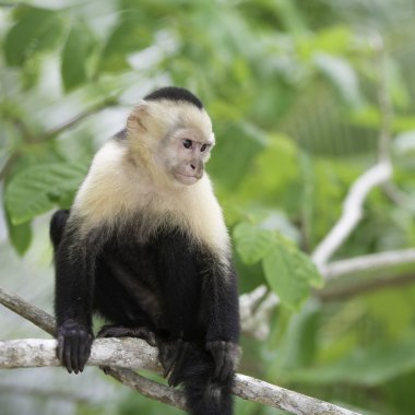 Zayıf Capuchin maymunu, Orta Amerika'daki yaban hayatı.