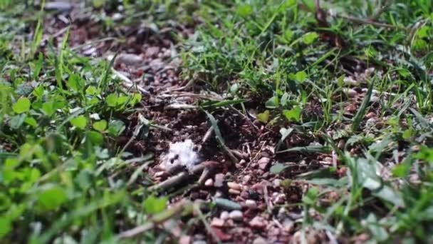 Mravenci se plazí v trávě, natáčí pohyb kamery zblízka — Stock video