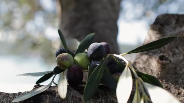 Schwarze und grüne Oliven mit Olivenbaumblättern — Stockvideo