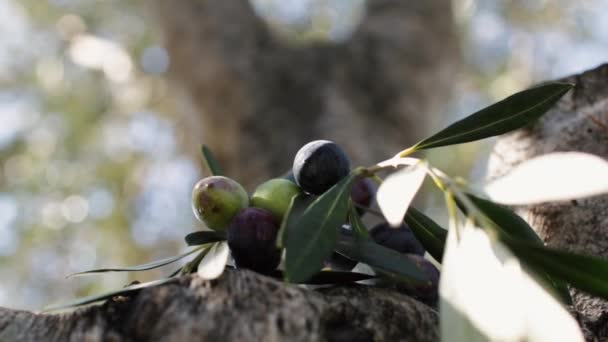 Schwarze und grüne Oliven mit Olivenbaumblättern — Stockvideo