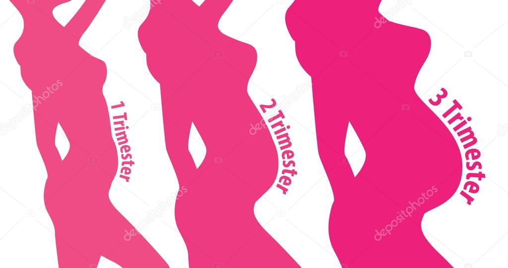 Pregnancy stages trimesters, pregnant woman and changes in body vector