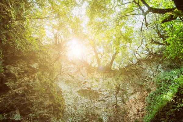 Mistério floresta com entrada para a caverna, paisagem de luz solar — Fotografia de Stock