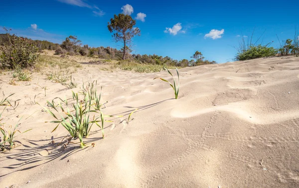 Desierto o dunas arenosas en el caluroso día de verano Zakynthos Grecia — Foto de Stock