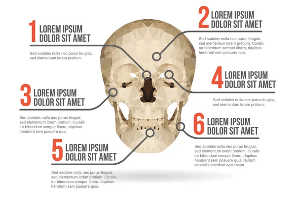 人間の頭蓋骨インフォ グラフィック、ベクトル イラスト — ストックベクタ