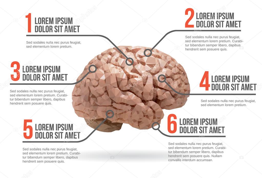 Human brain infographic, vector illustration