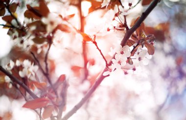 Kiraz çiçeği gün ışığım, arkadan aydınlatmalı bahar