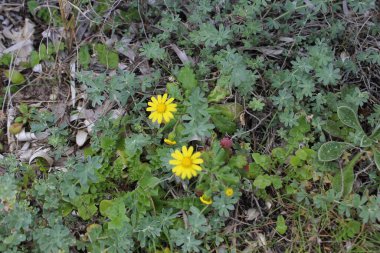Bunlar çok güzel çiçekler.