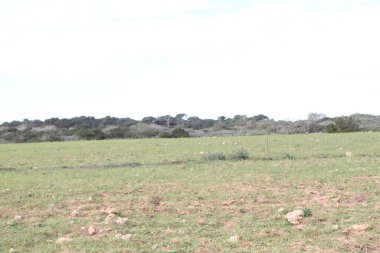 Bu güzel bir doğa.