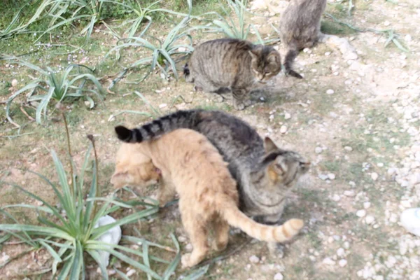 Estes São Gatos Família — Fotografia de Stock