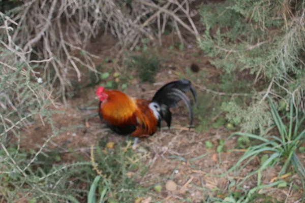 Una Gallina —  Fotos de Stock