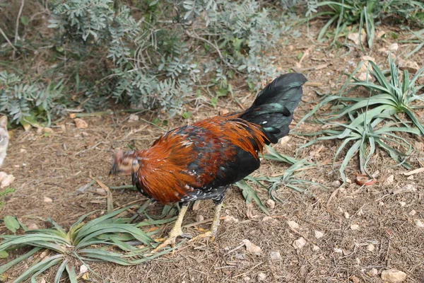 Una Gallina — Foto Stock