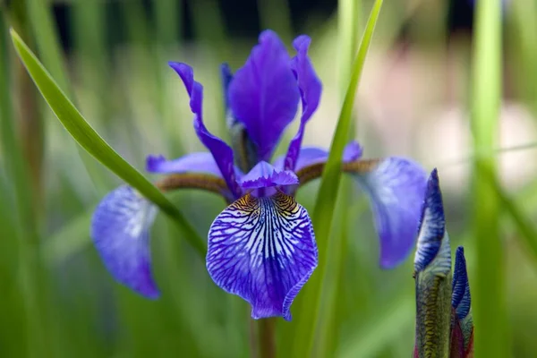 草原の紫色の虹彩の花 — ストック写真