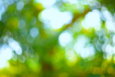 Yeşillik arka plan bulanıklık