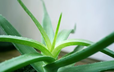 aloe vera bitkisi