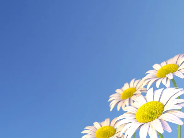 Daisy Flowers and a blue sky — Stock Photo, Image