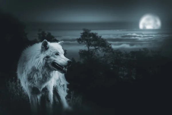 Full Moon Wolf Hunt — Stock Photo, Image