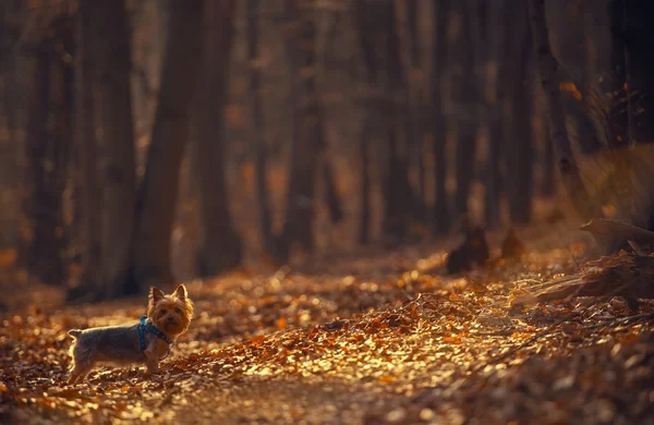 कुत्रा जंगलात चालत — स्टॉक फोटो, इमेज