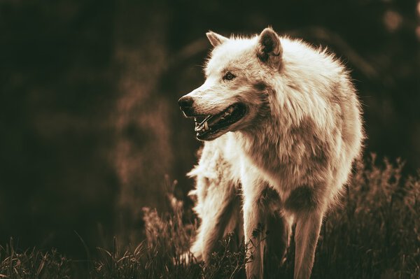 White Alpha Wolf. Dark Sepia Color Grading. Adult Wolf.